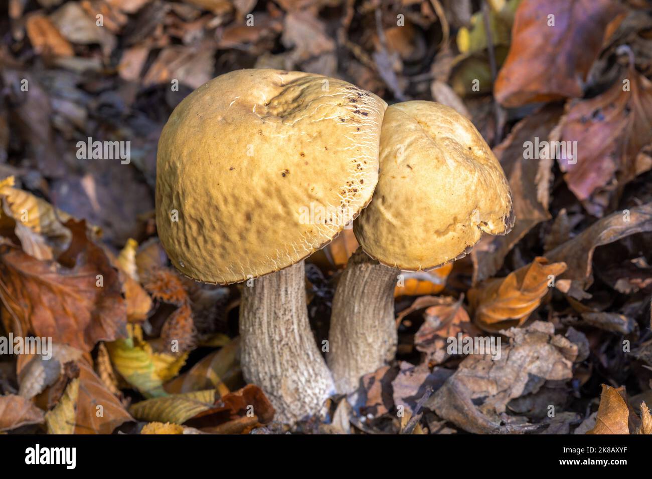 Leccinum scabrum, commonly known as the rough-stemmed bolete Stock Photo