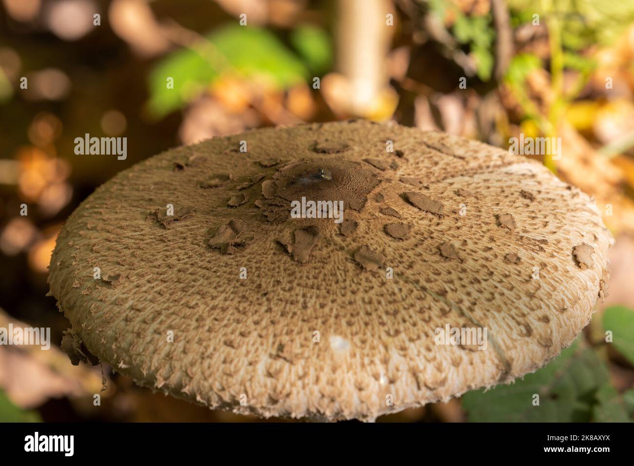 Parasol mushroom (Macrolepiota procera) growing in the forest Stock
