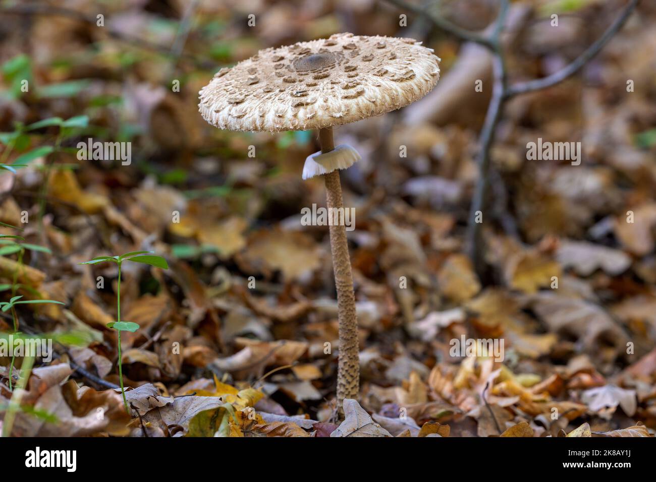 Parasol mushroom (Macrolepiota procera) growing in the forest Stock