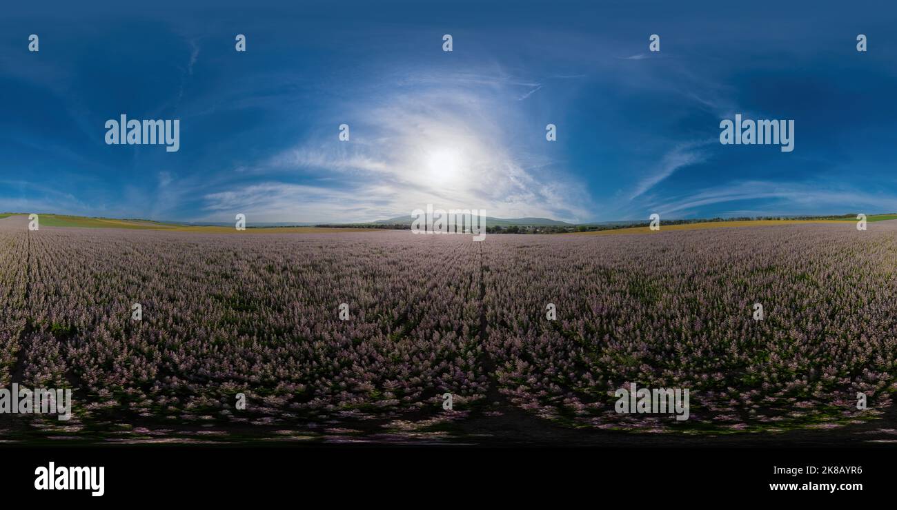 Field of Clary sage - Salvia Sclarea in bloom, cultivated to extract the essential oil and honey. Seamless 360 degree spherical equirectangular Stock Photo