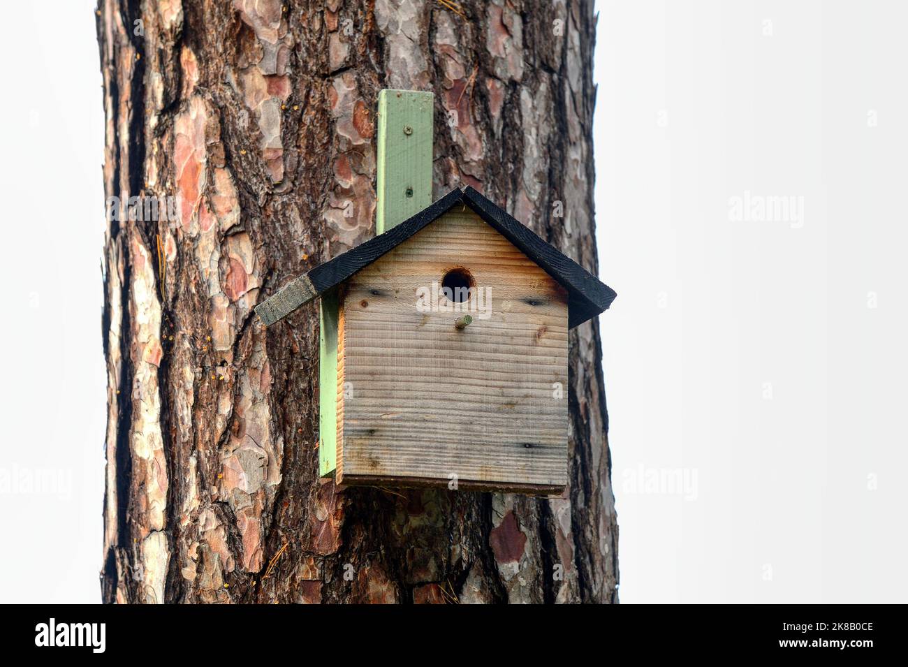 Bird nesting box on a pine tree Stock Photo