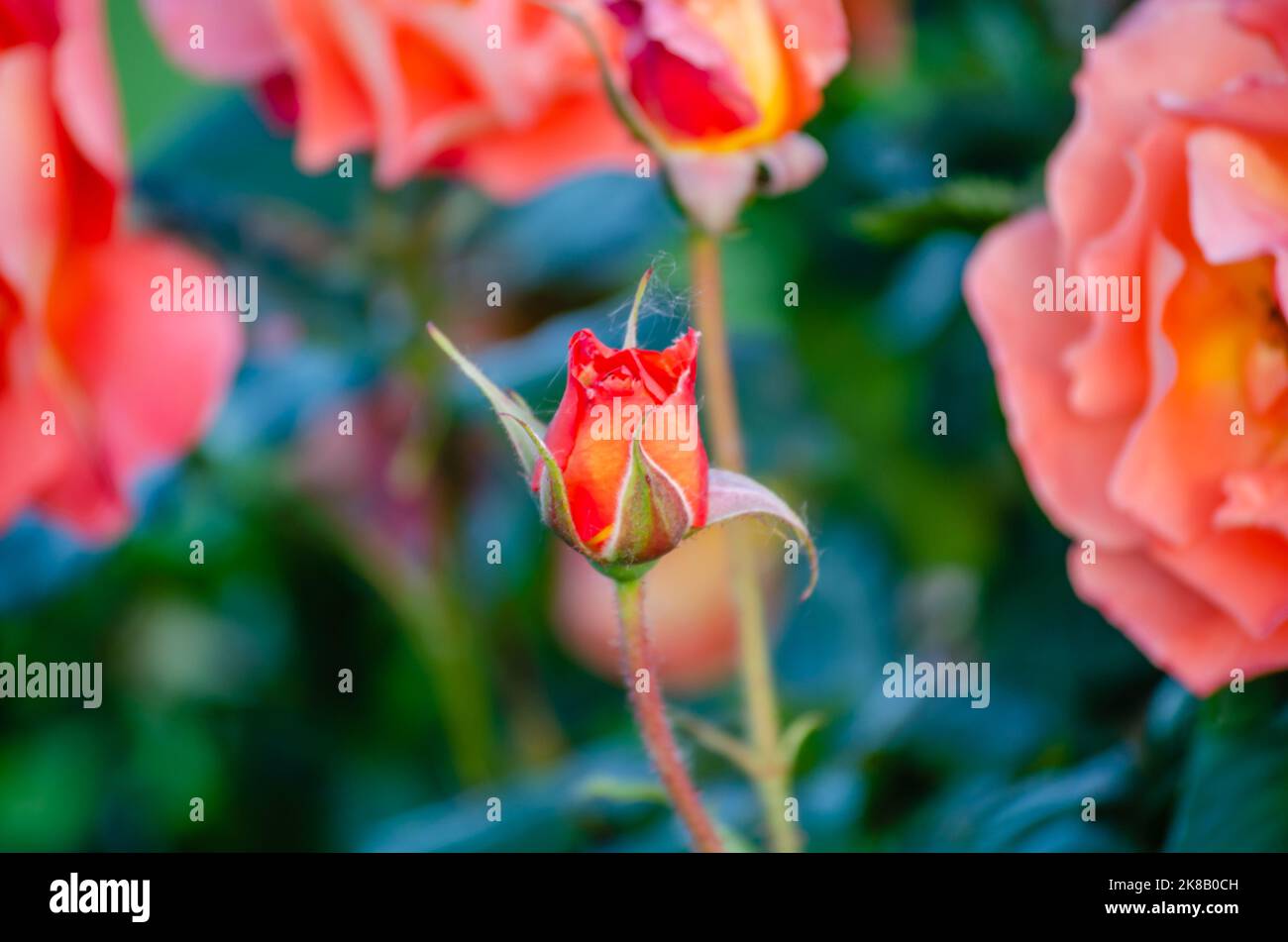 A bush of orangepink pale roses in a summer garden. Bud orange pink