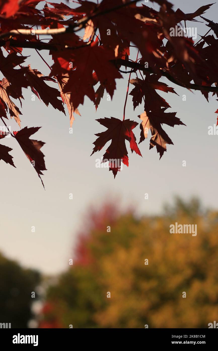 Bright red maple leaves bursting with the fall colors Stock Photo - Alamy