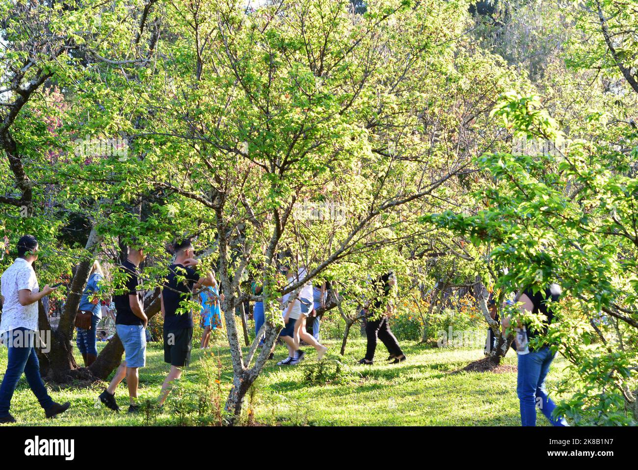 Tourists walking a cherry tree, in cherry blossom festival in Brazil, tropical tour Stock Photo