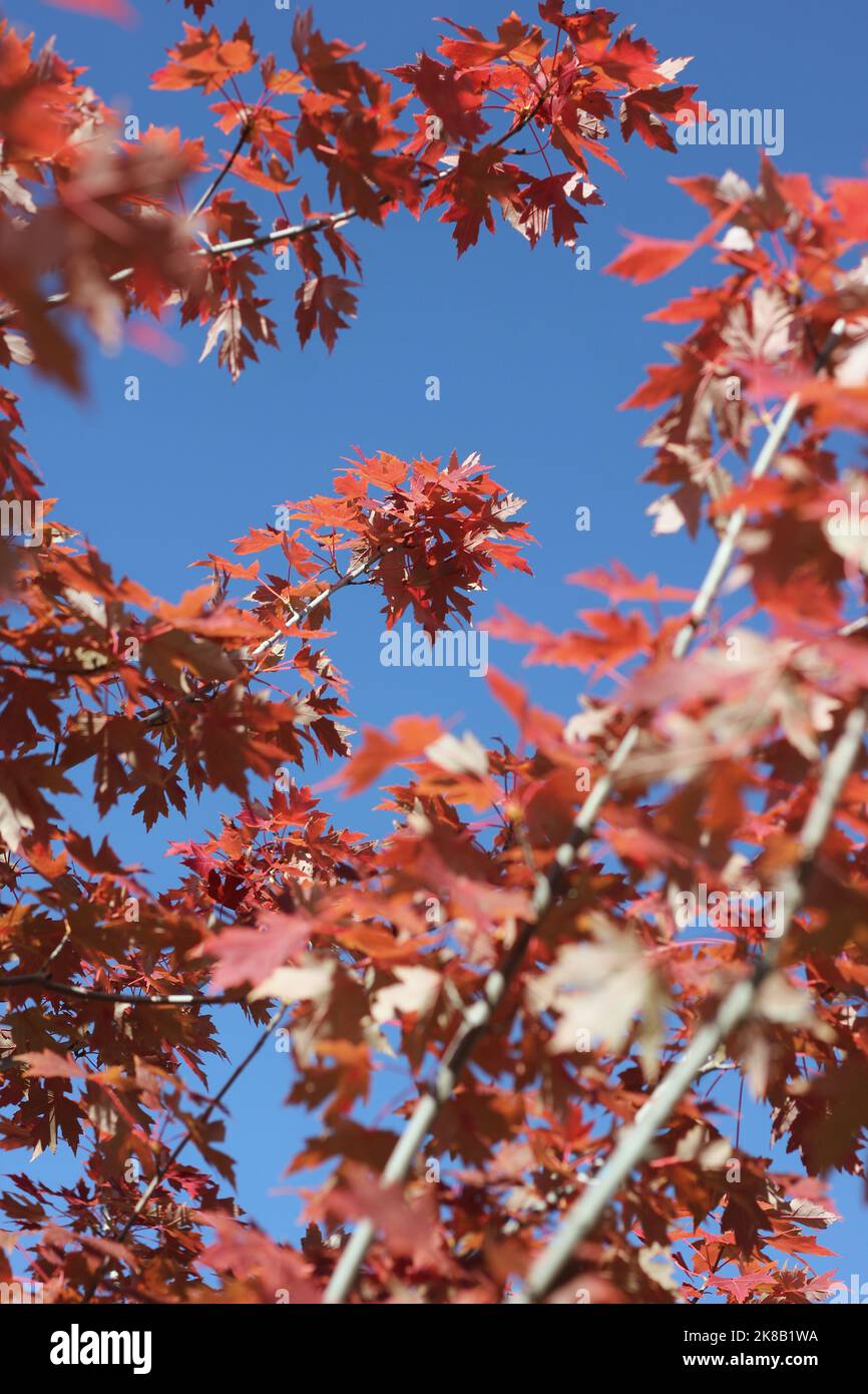 Bright red maple leaves bursting with the fall colors Stock Photo - Alamy