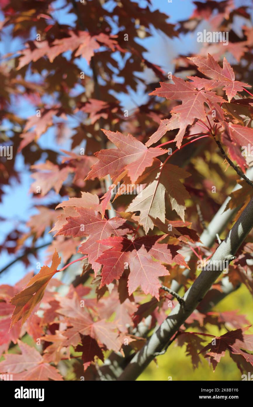 Bright red maple leaves bursting with the fall colors Stock Photo - Alamy
