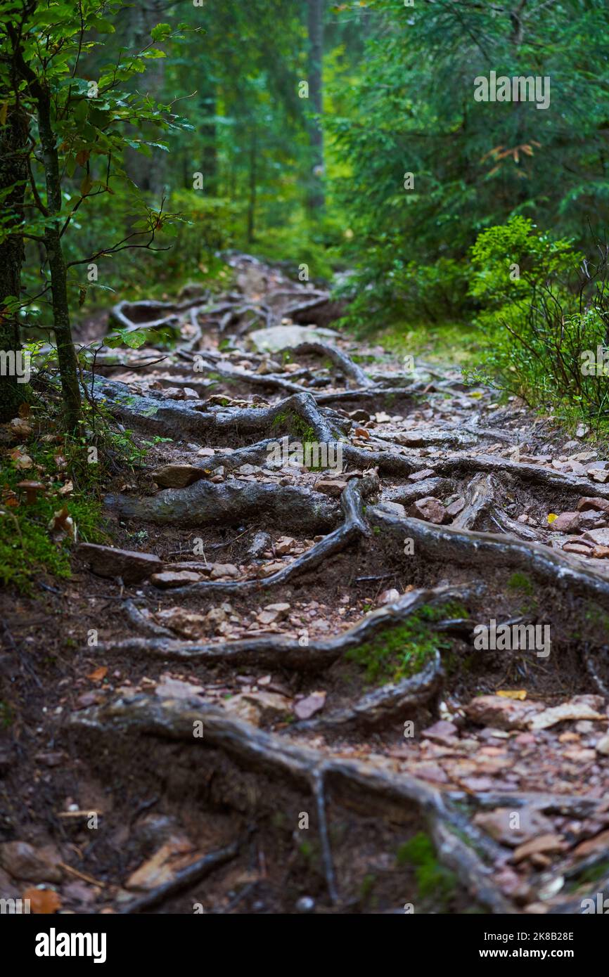 Protruded Roots Landscape with protruding roots from trees in the lush forest Stock ...