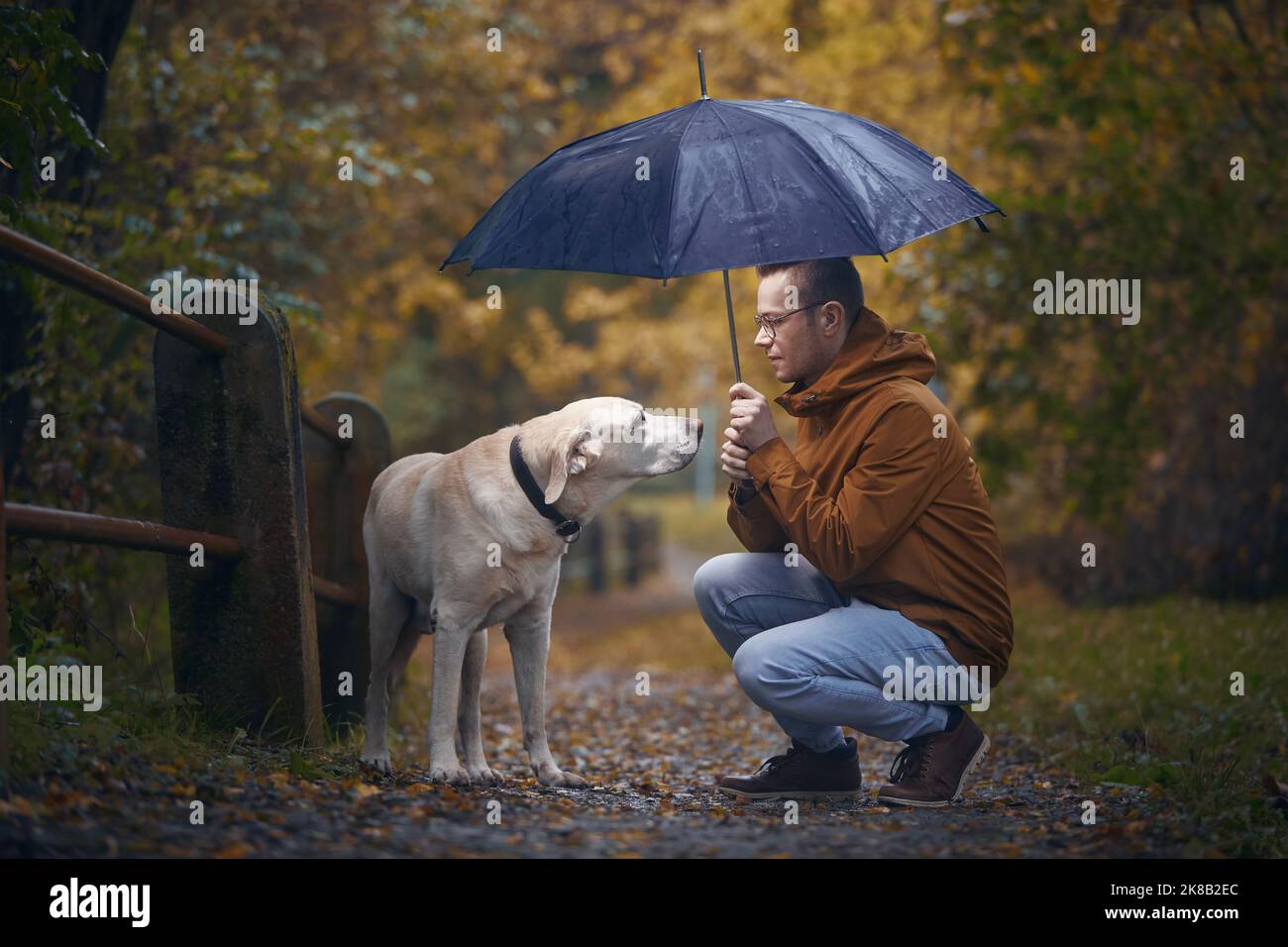 Man with dog in rain. Pet owner holding umbrella above his old labrador retriever during autumn day. Stock Photo