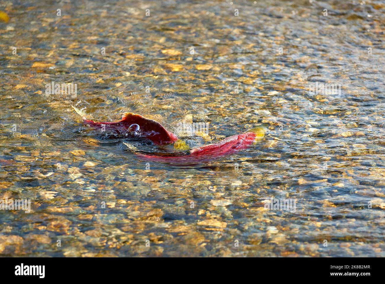 A Pair of Spawning Sockeye Salmon. A pair of Sockeye salmon ready to spawn in the shallows of the Adams River, British Columbia, Canada. Stock Photo