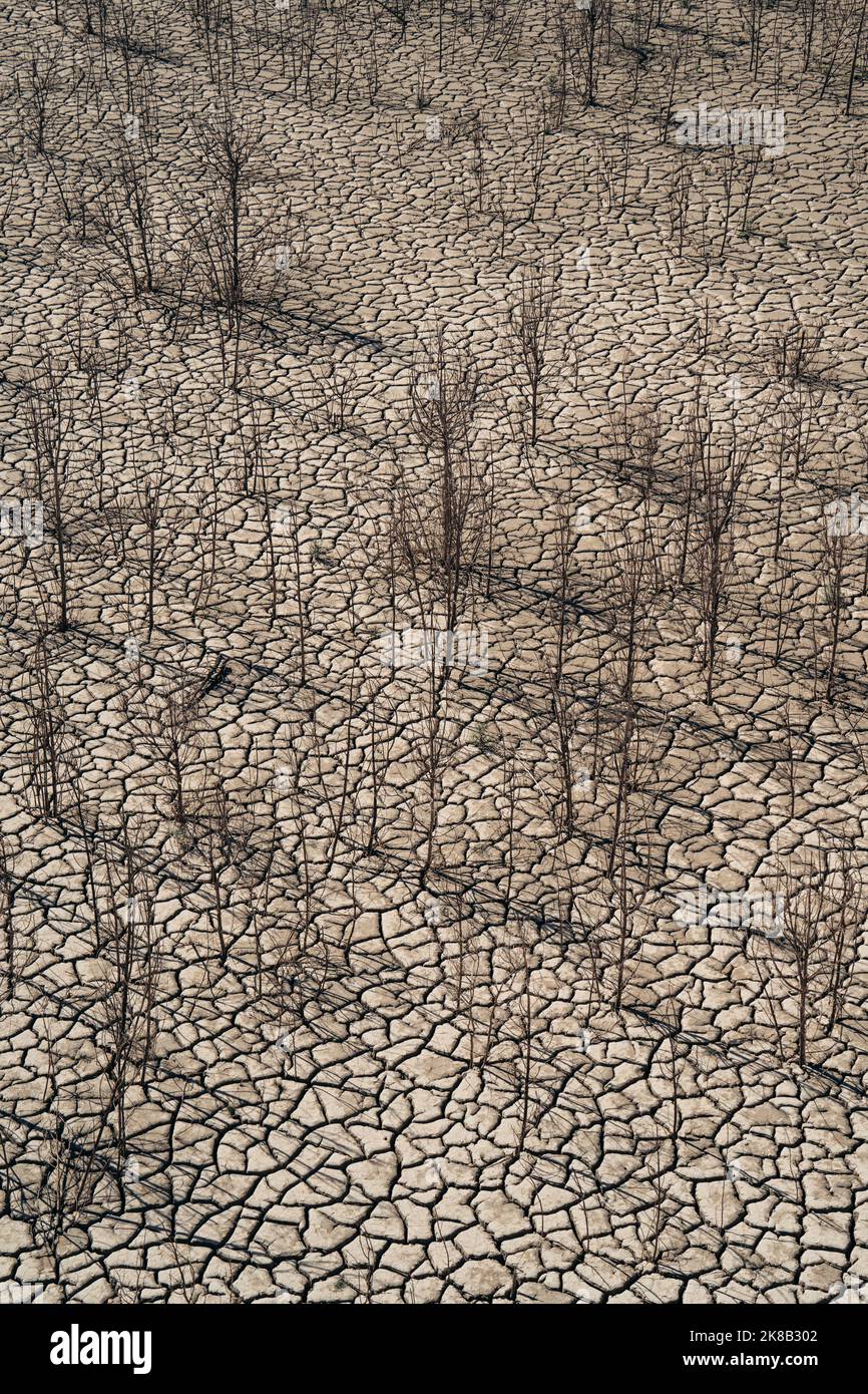 Dry desert landscape with a parched trees as a metaphor for global warming and climate change. A warning for the need to protect our environment Stock Photo