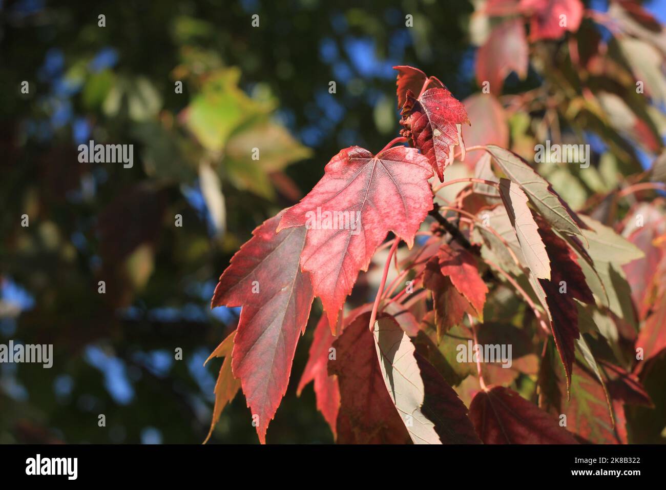 Bright red maple leaves bursting with the fall colors Stock Photo - Alamy