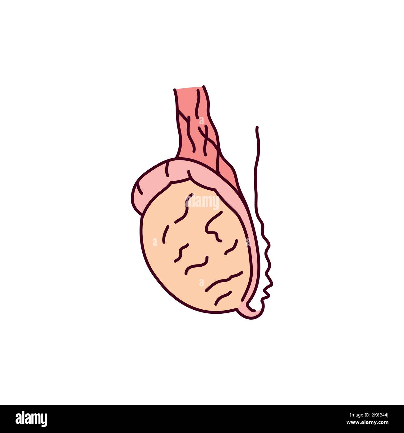 Testicle color line icon. Endocrine system. Pictogram for web page Stock Vector