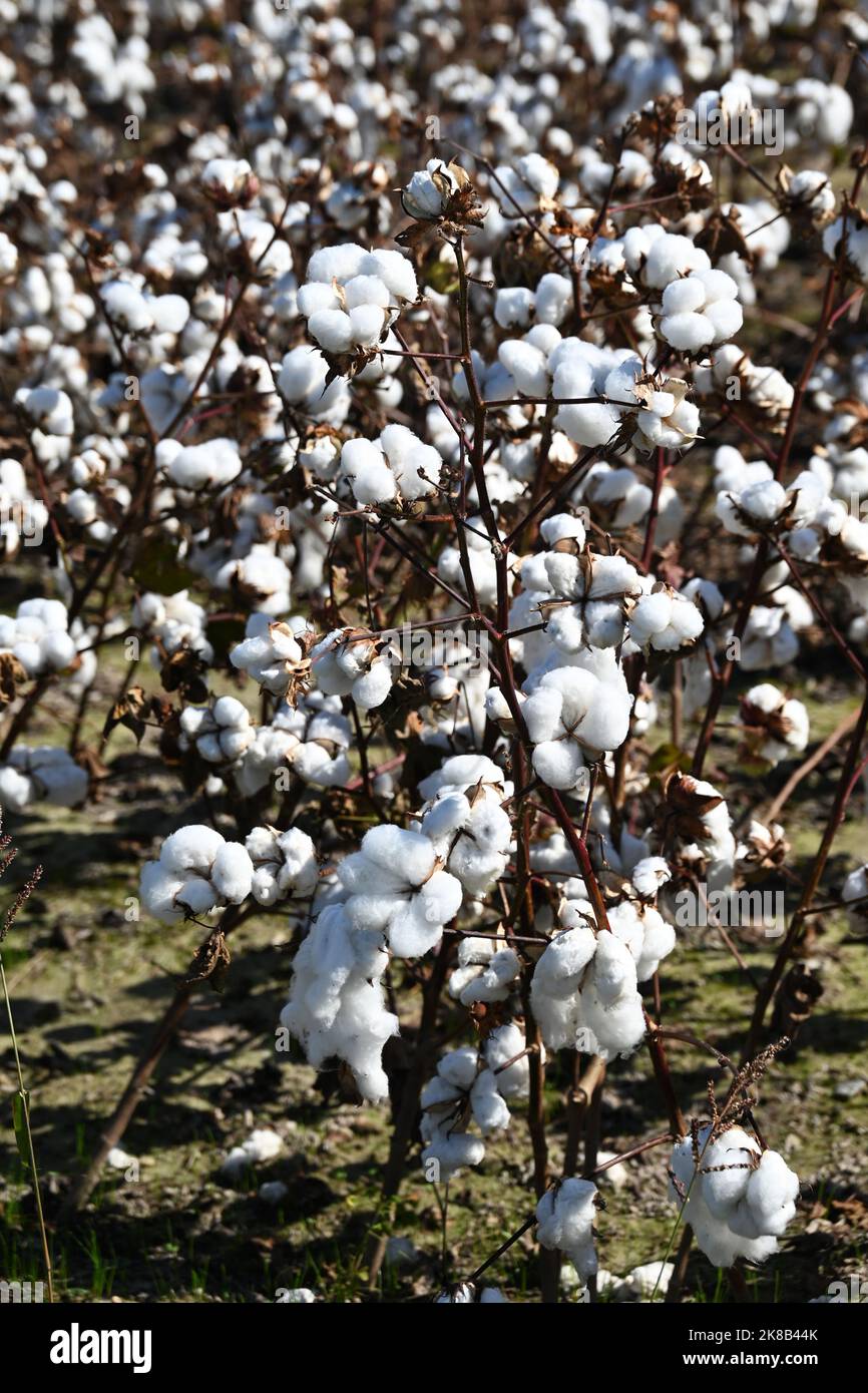 Close up of cotton field in North Carolina Stock Photo Alamy