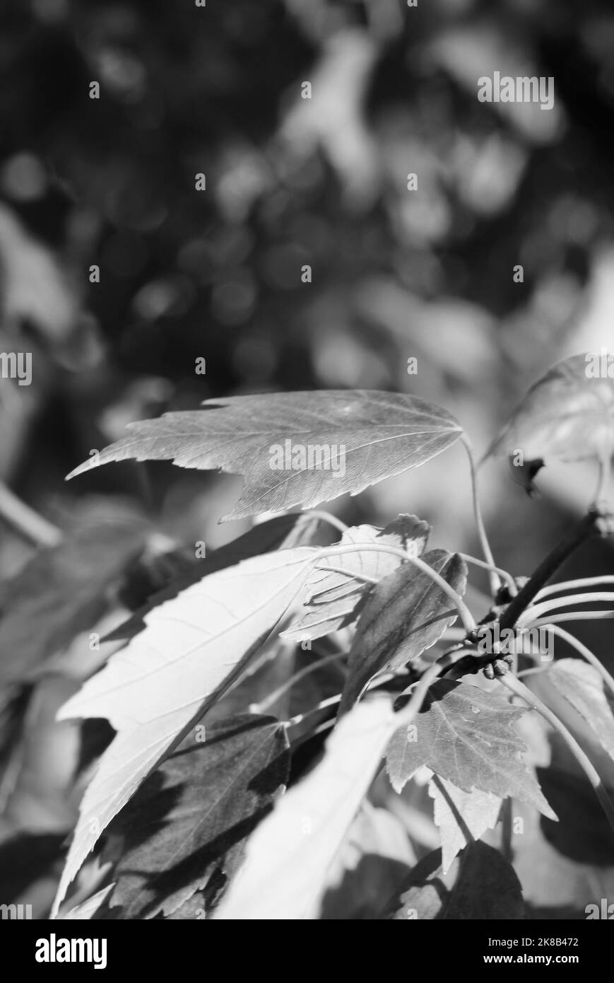 Autumn leaves growing in the meadow in a black and white monochrome. Stock Photo