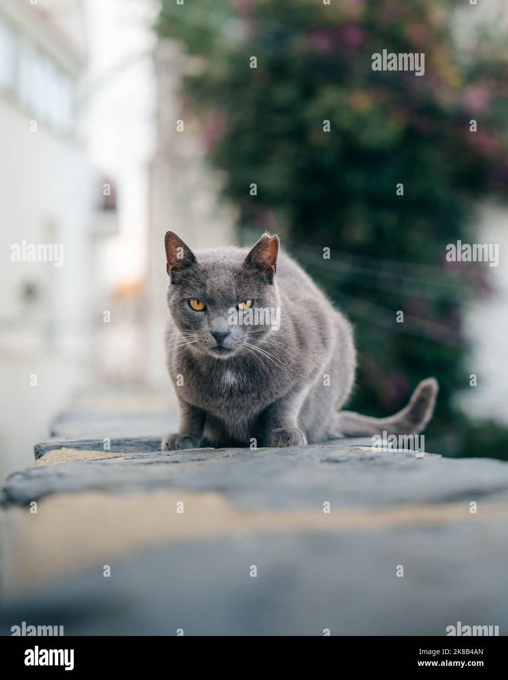 A street cat without trust posing for photography Stock Photo
