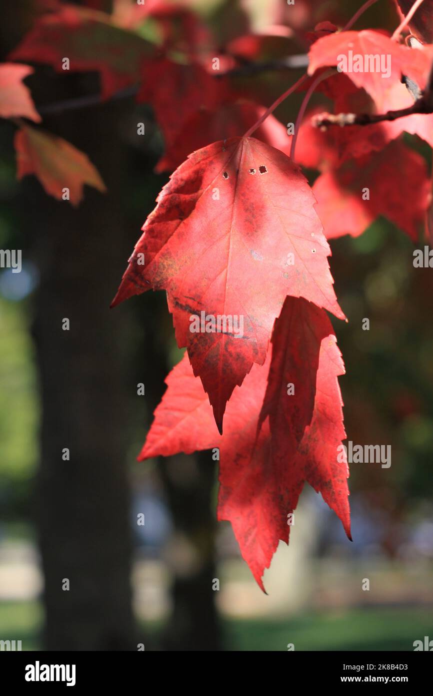 Bright red maple leaves bursting with the fall colors Stock Photo - Alamy
