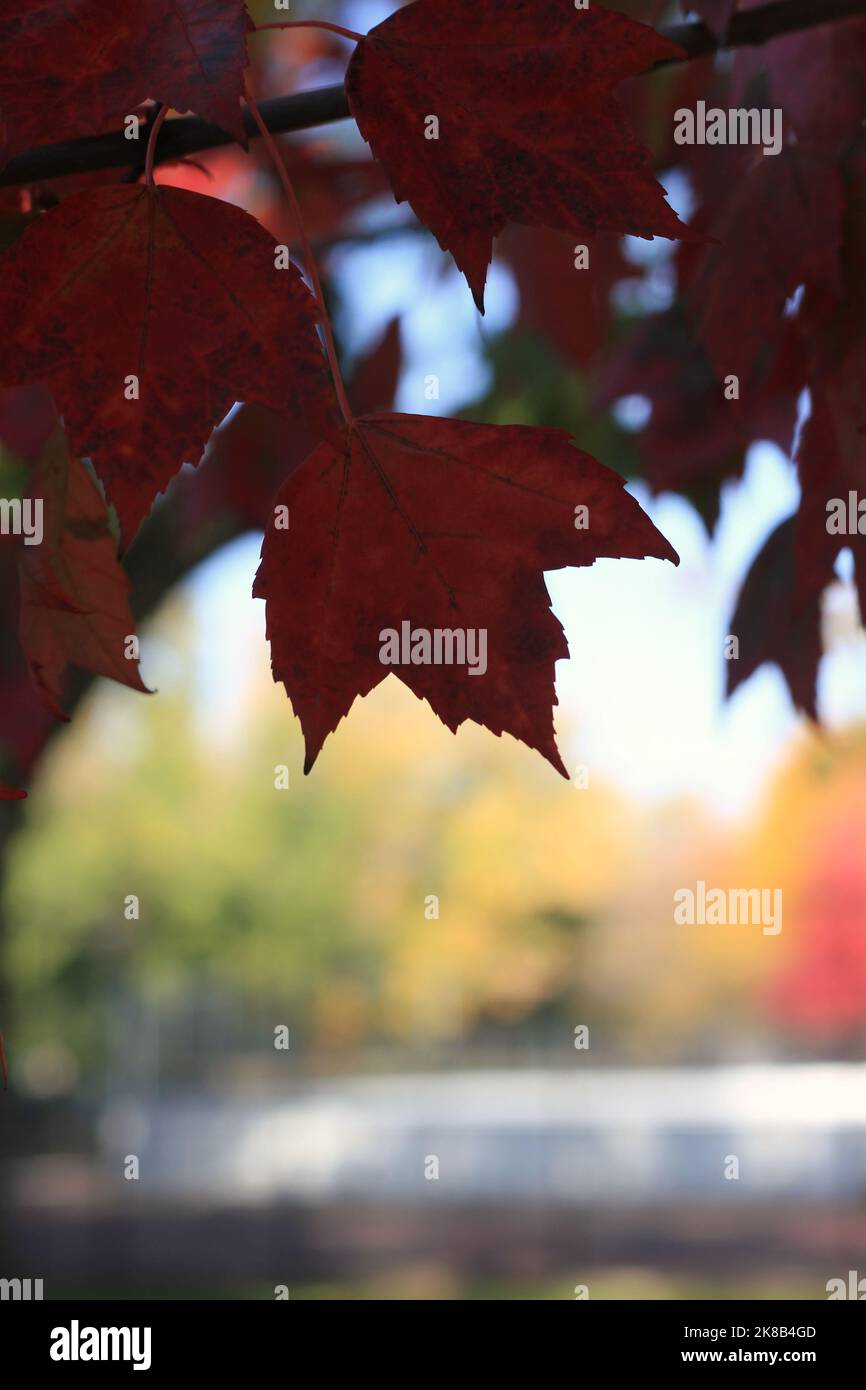 Bright red maple leaves bursting with the fall colors Stock Photo - Alamy