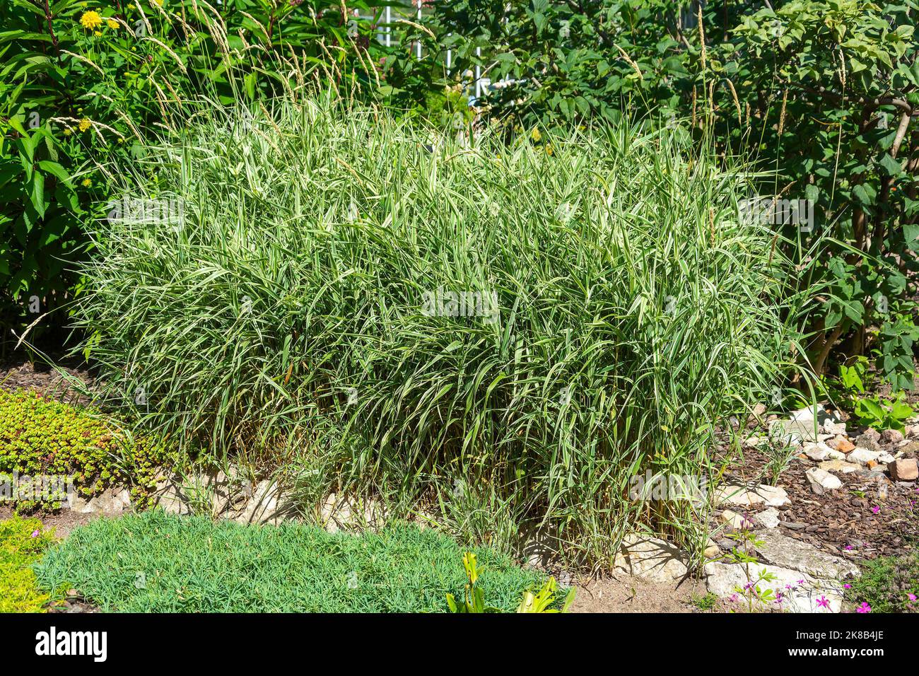 Phalaris reed, decorative garden grass for decorating wet areas Stock Photo