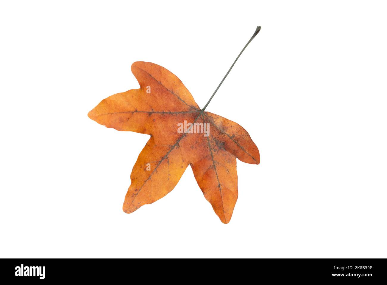 Autumn season dry brown maple leaf isolated on white Stock Photo