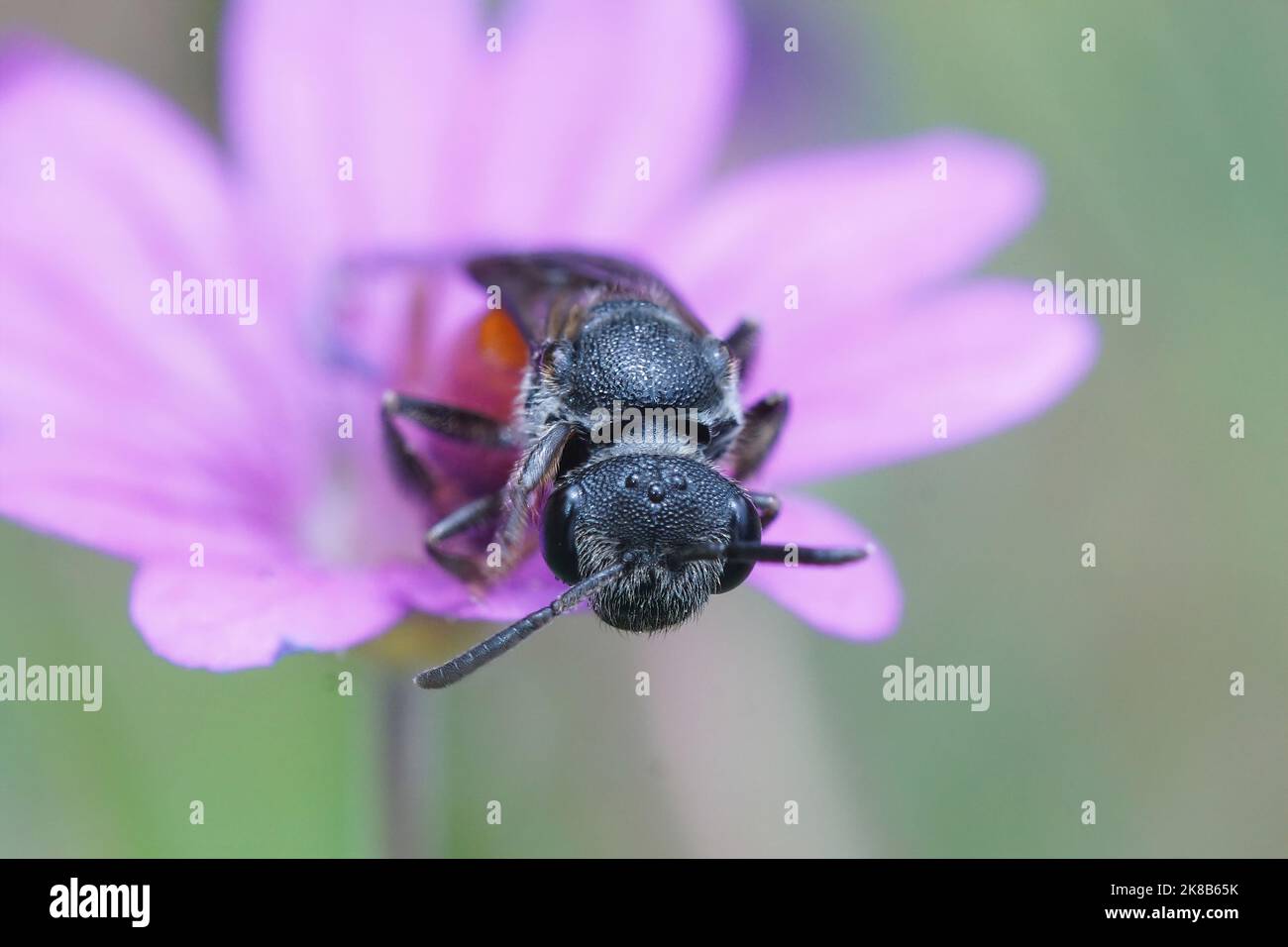 Frontal closeup on a bloodbee , Sphecodes on a pink Geranium pyrenaicum flower in the garden Stock Photo