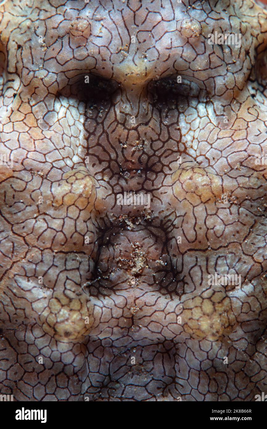 Detail of the skin of a Dragon sea moth, Eurypegasus draconis, on the sandy seafloor of Beangabang Bay on the island of Pantar, Indonesia. Stock Photo