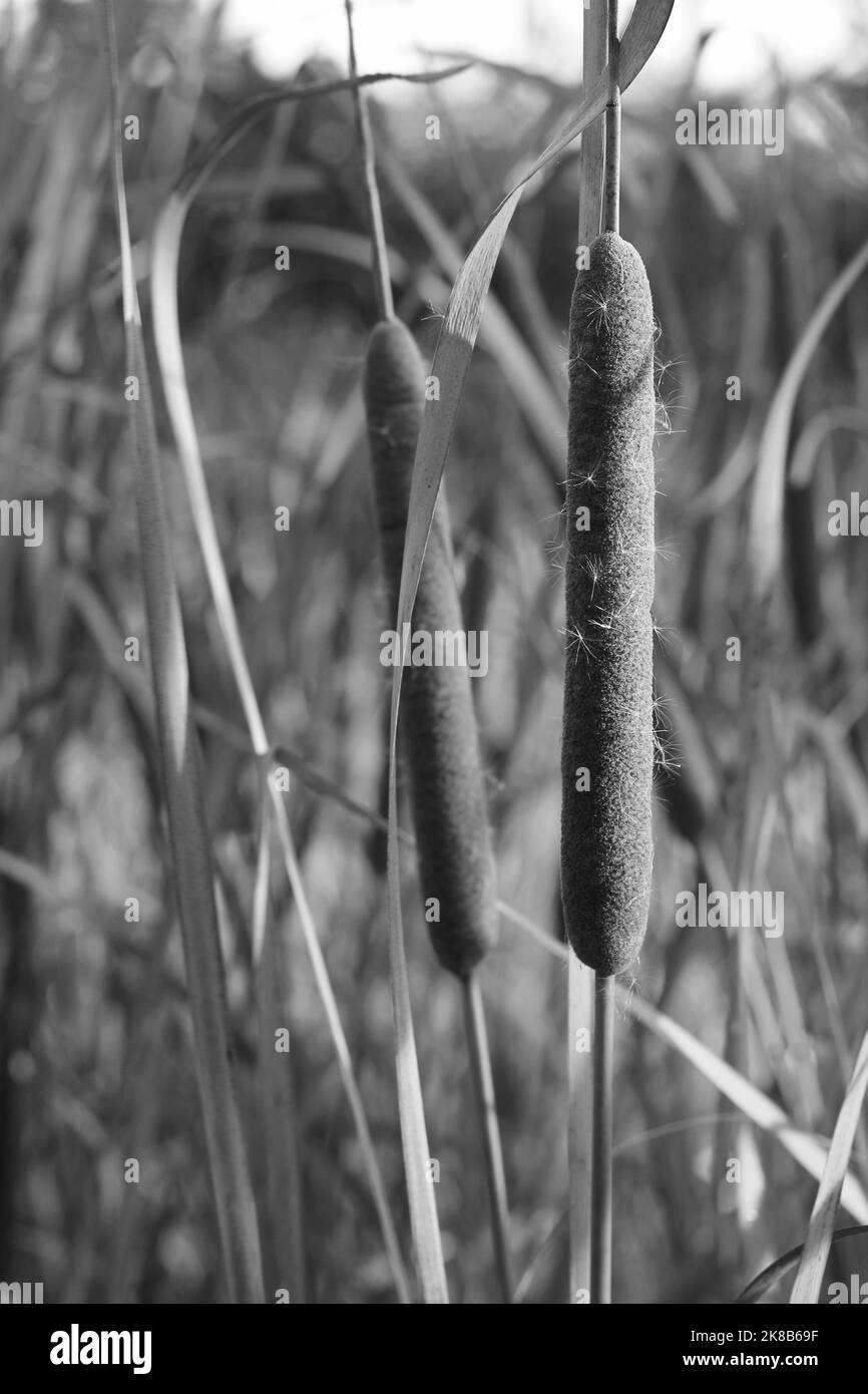 Wild reeds and cattails growing in the autumn meadow in a black and white monochrome. Stock Photo