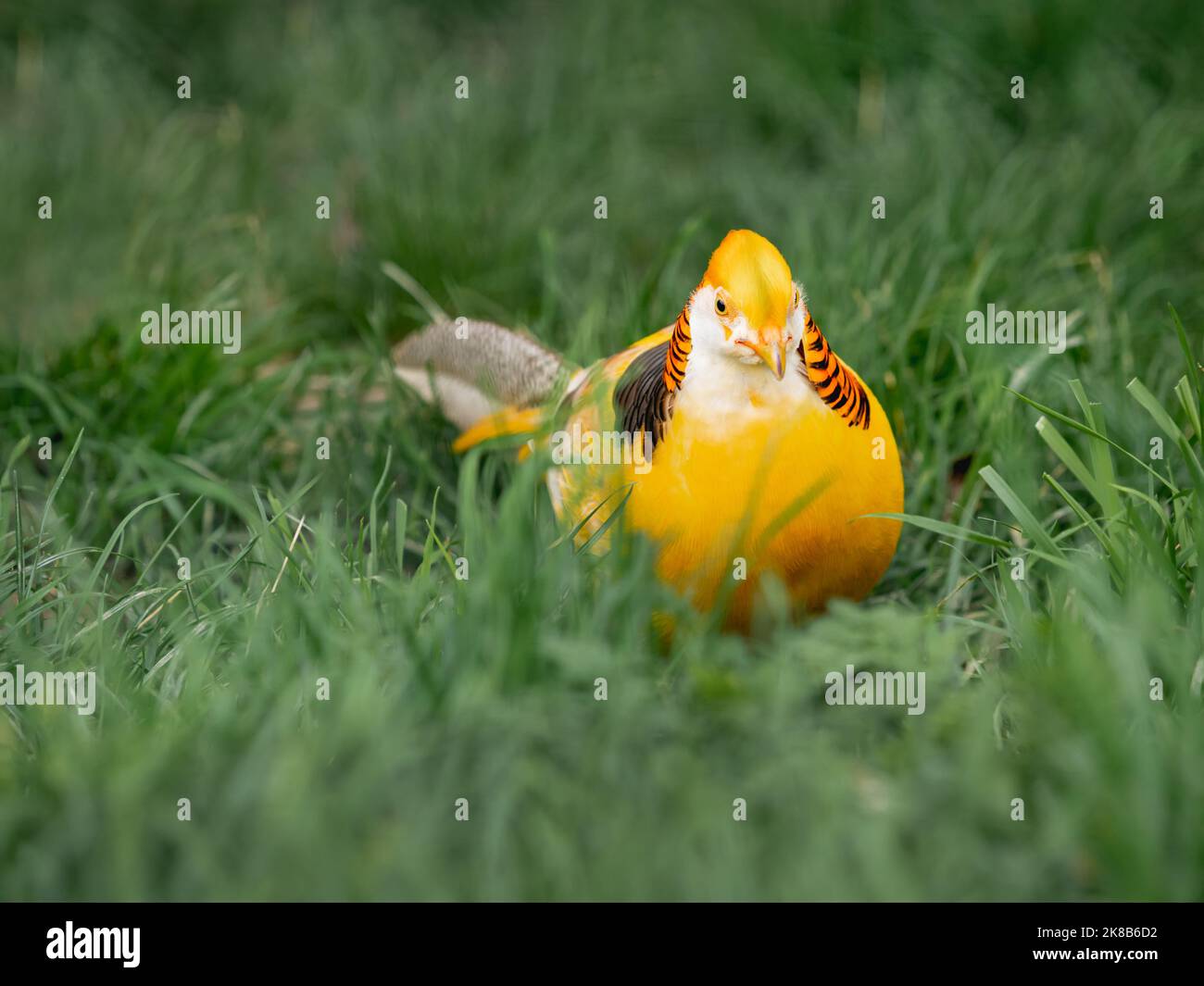 Golden pheasant or Chrysolophus pictus, also known as Chinese pheasant