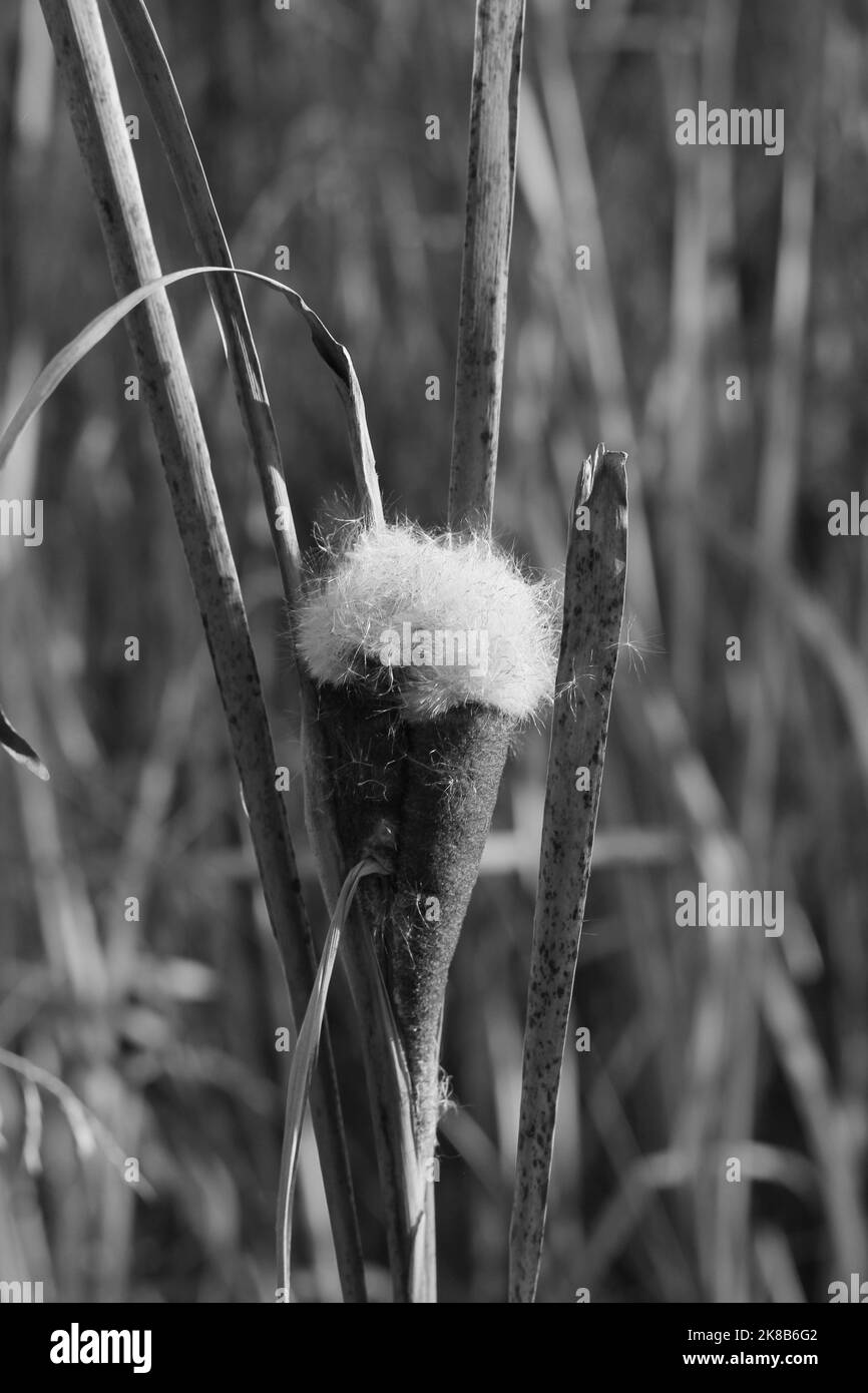 Wild reeds and cattails growing in the autumn meadow in a black and white monochrome. Stock Photo