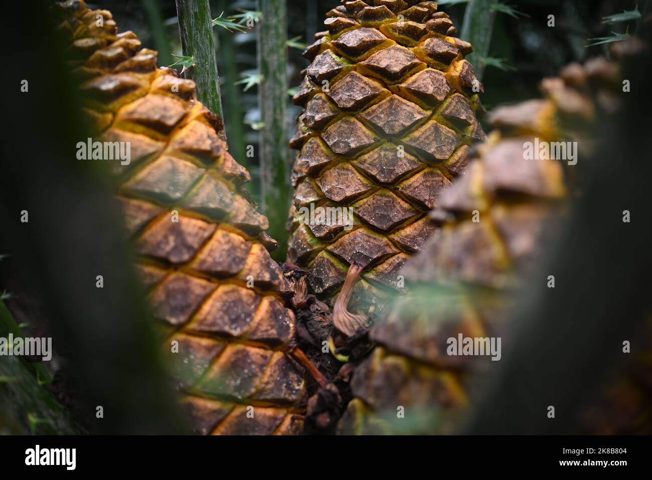 Mostly blurred zululand cycad fruits closeup - starch-filled yellow cones Stock Photo