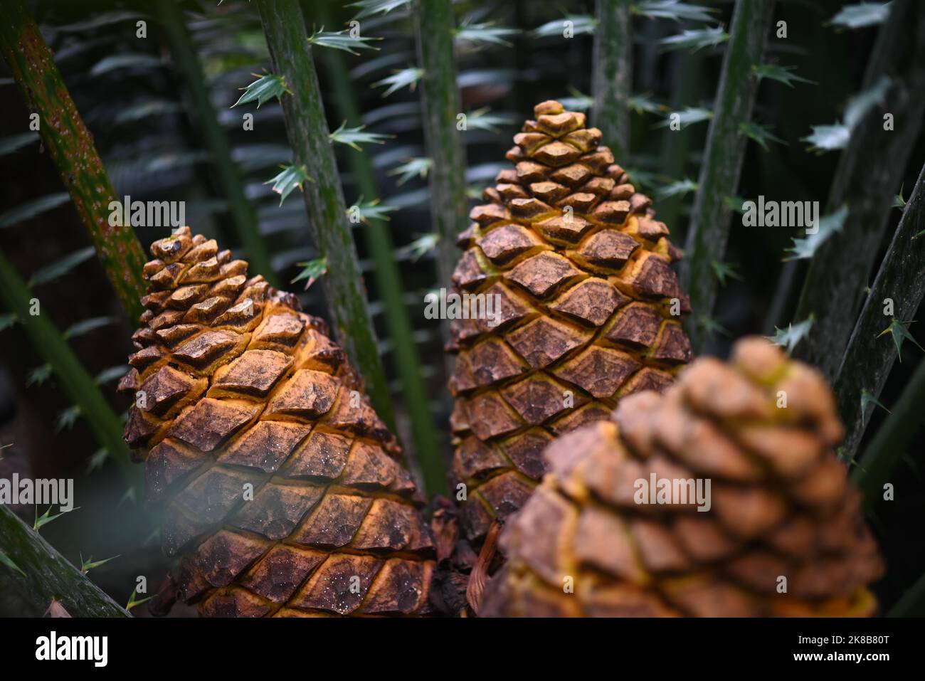 Mostly blurred zululand cycad fruits closeup - starch-filled yellow cones Stock Photo