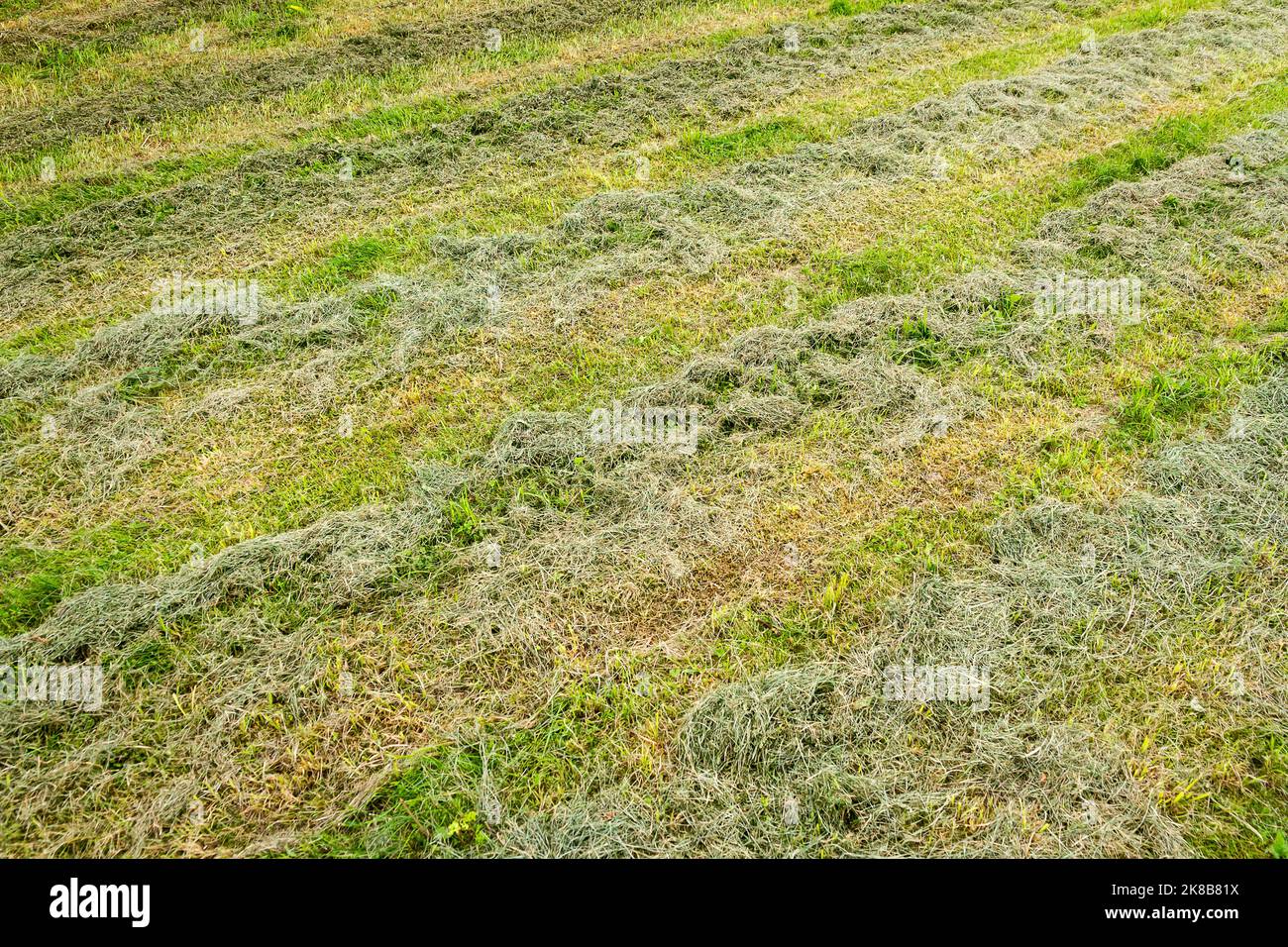 Close up of freshly cut grass in a field in rows Stock Photo