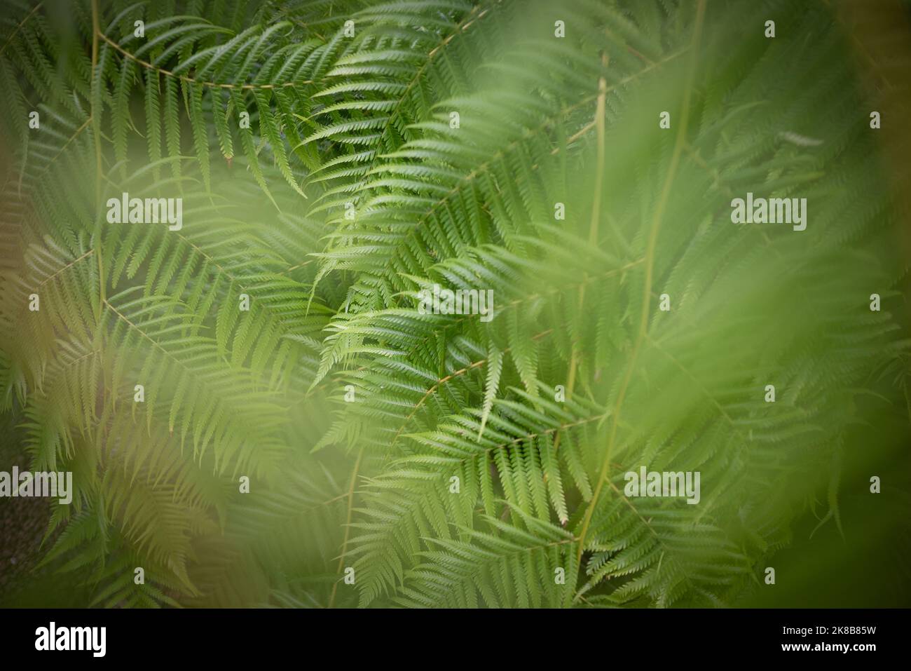 Blurred fern leaves background. Green nature wallpaper Stock Photo