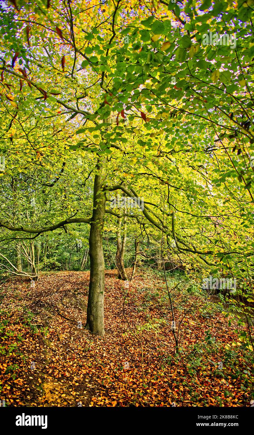 Early Autumn woodland images taken in the UK Stock Photo