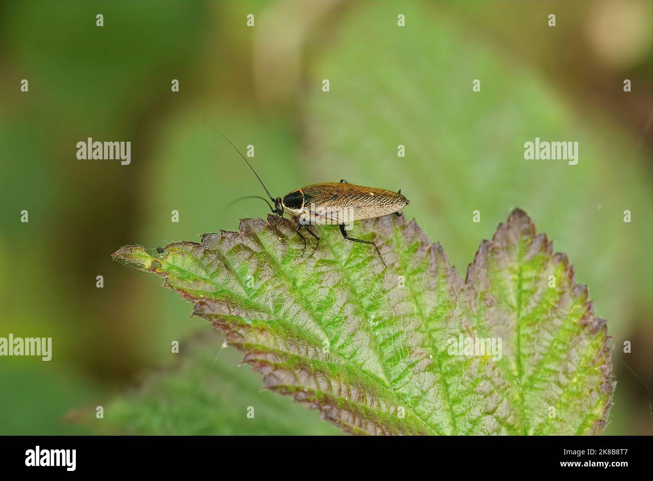Natural closeup on an Ectobius sylvestris, Forest cockroach sitting on top of leaf Stock Photo