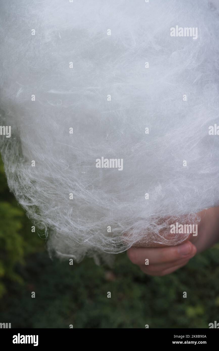 Hand holding freshly made white cotton candy stock photo alamy
