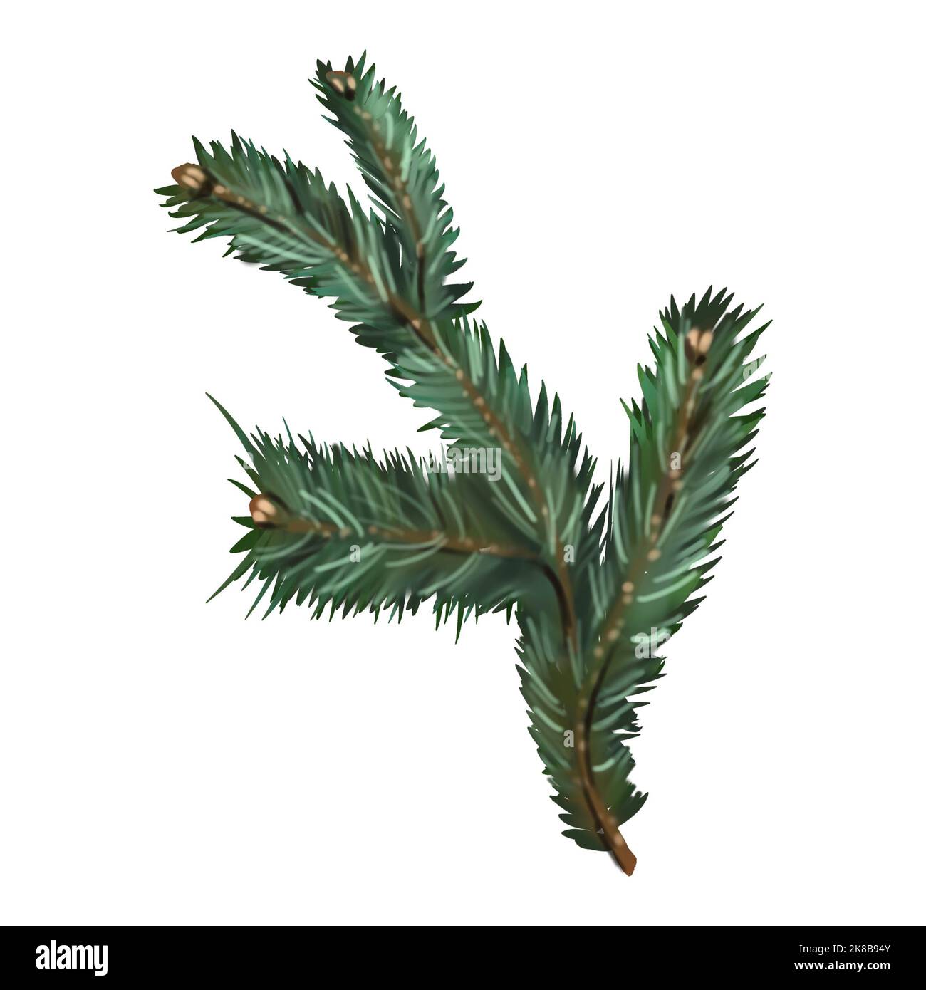 Watercolor spruce branches. Realistic branches of green pine. branch with needles Stock Photo
