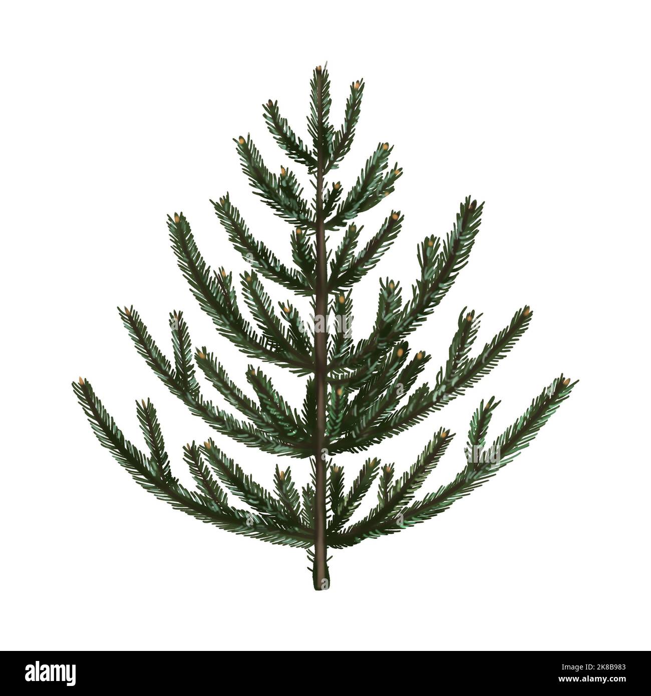 watercolor green Christmas tree. Realistic illustration of spruce