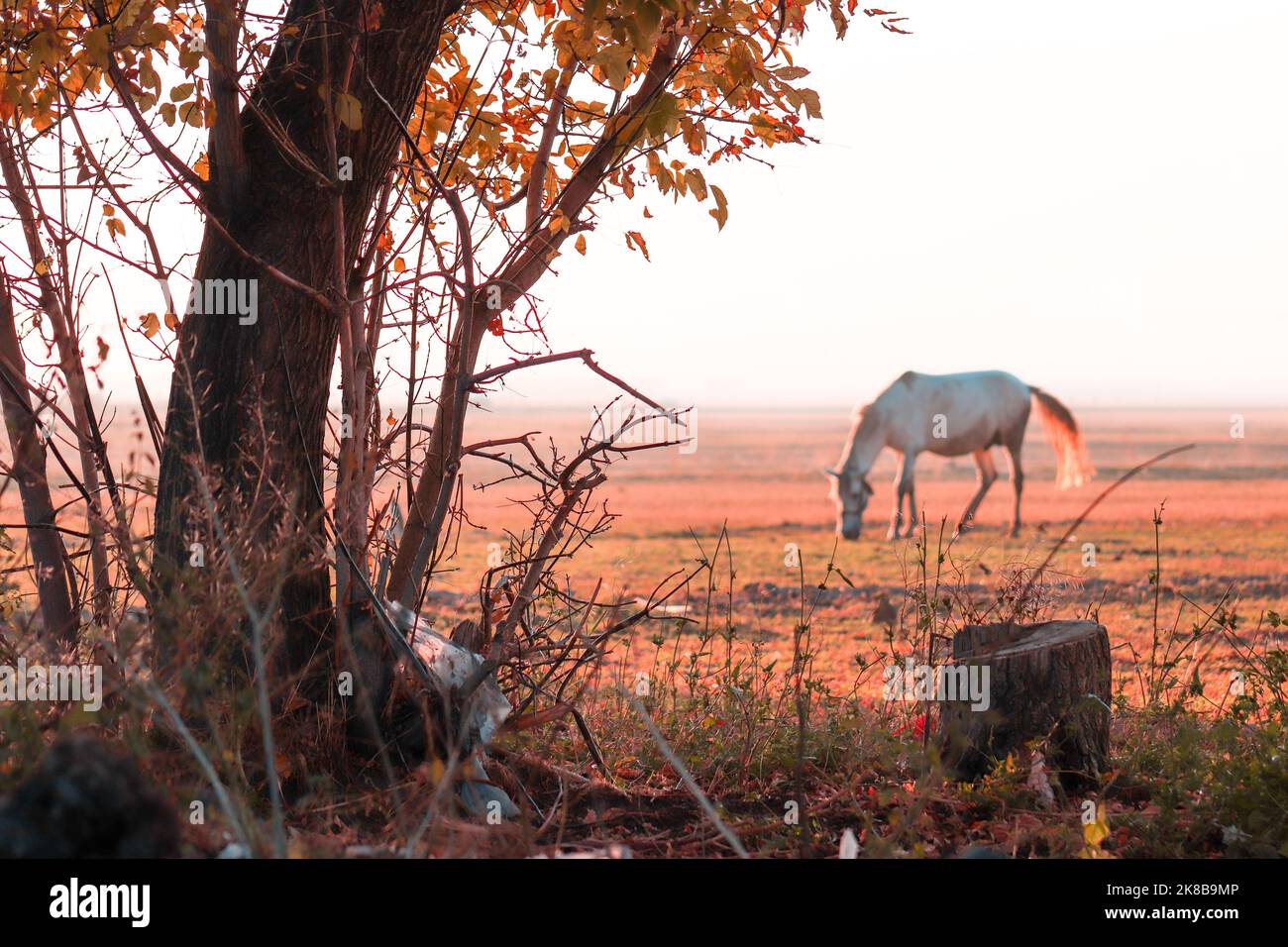 Horse grazing on the grassy plains of eastern Turkey. Lowland landscape at sunset.selective focus. Stock Photo