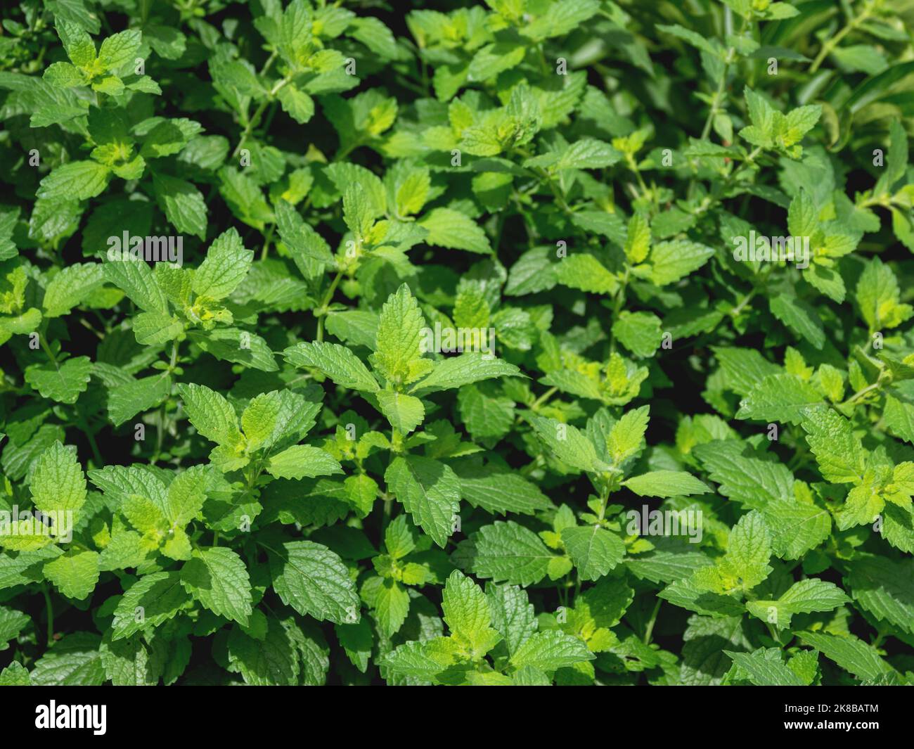 Lemon balm or Melissa officinalis, perennial herbaceous plant in the mint family. Natural summer background with green leaves. Stock Photo