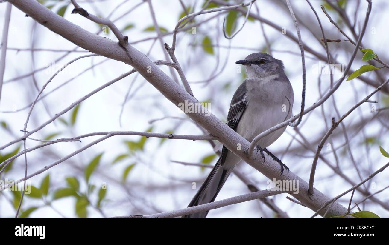 Northern Mockingbird (mimus polyglottos) sitting perched in a tree Stock Photo