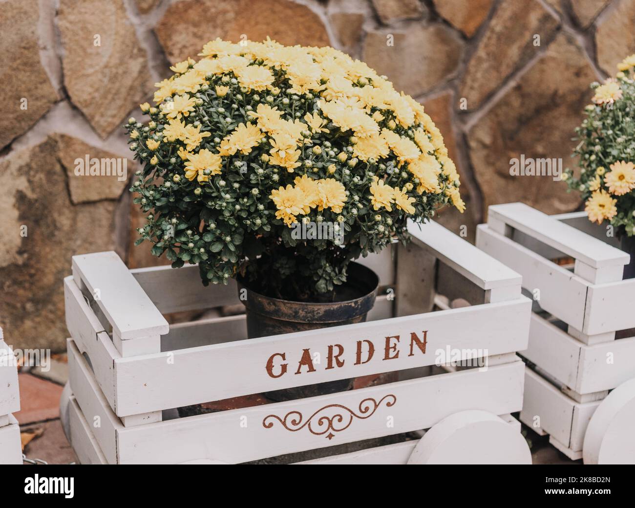 Yellow chrysanthemums in a white box near the house. High quality photo Stock Photo