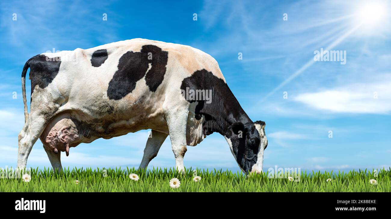 White and black dairy cow on a green pasture with daisy flowers ...