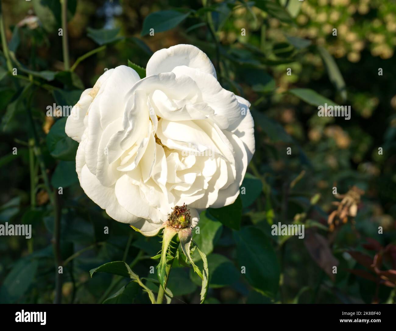 A detailed shot of a white rose in a garden in Washington State Stock Photo Alamy
