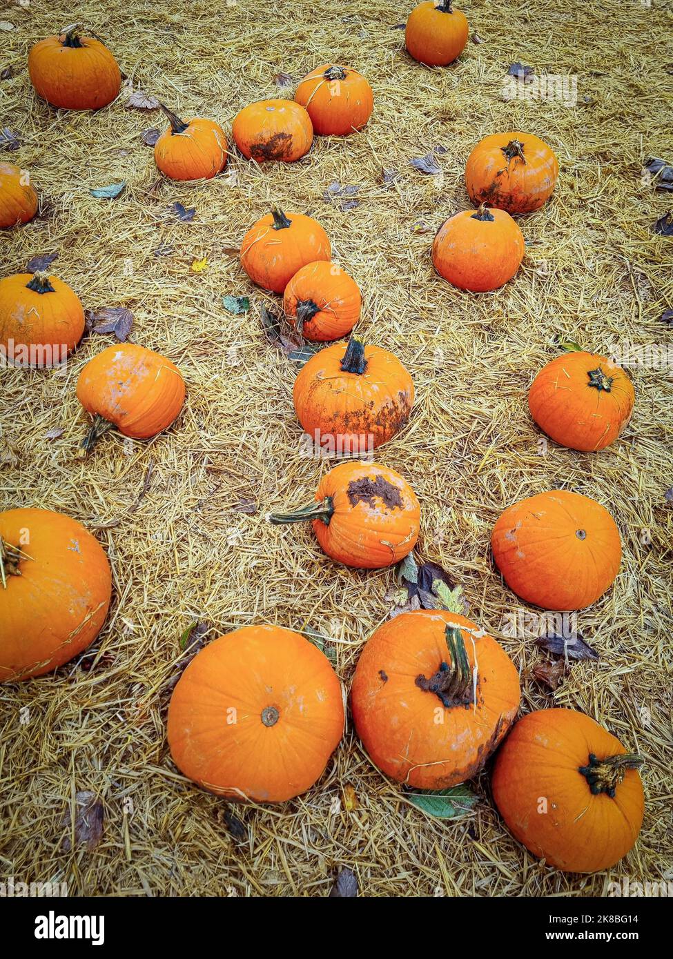 Pumpkins on hay, at a pick your own pumpkins farm Stock Photo