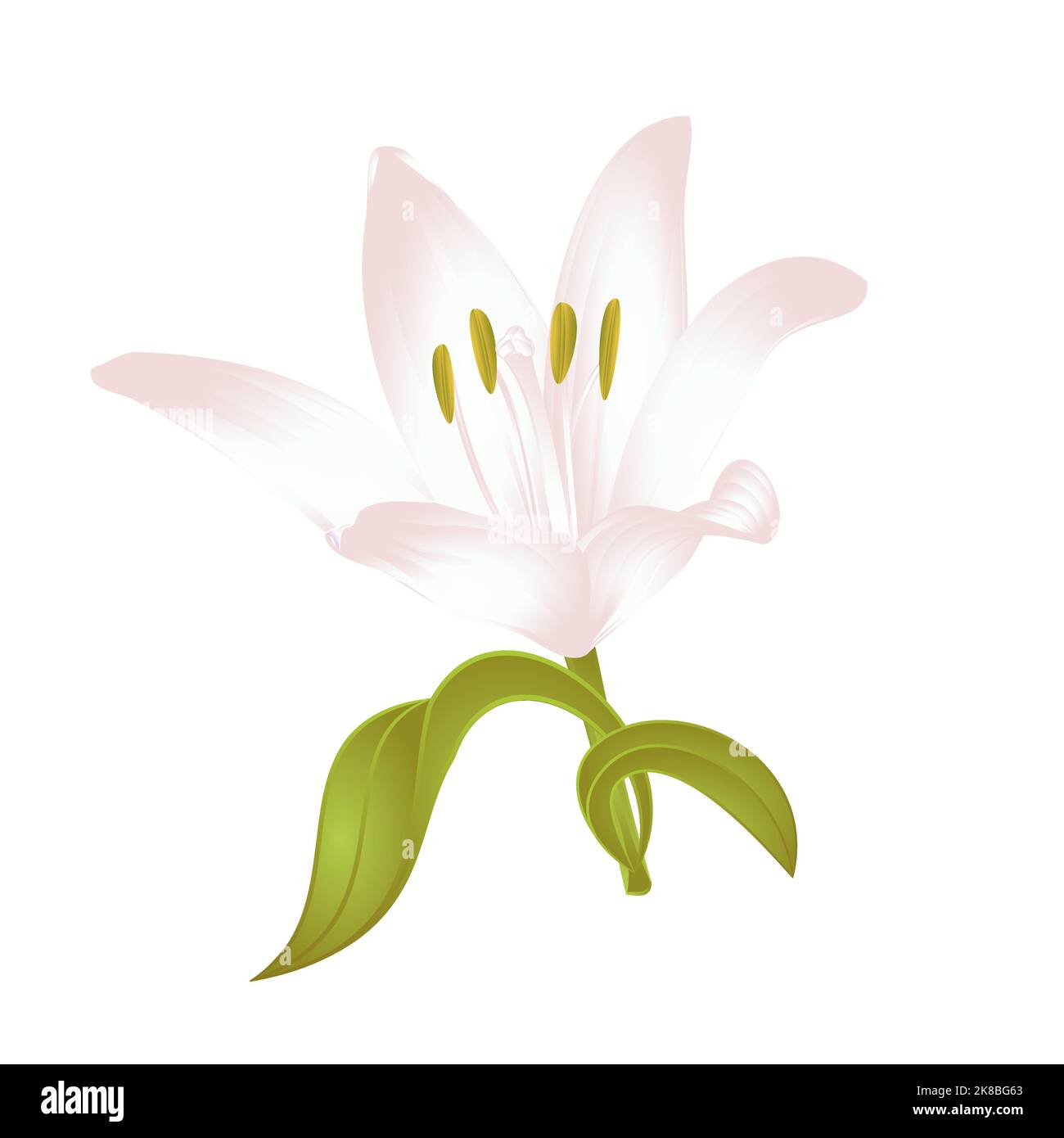 Lily white  Lilium candidum, a white flower with leaves  vector illustration editable Hand drawn Stock Vector