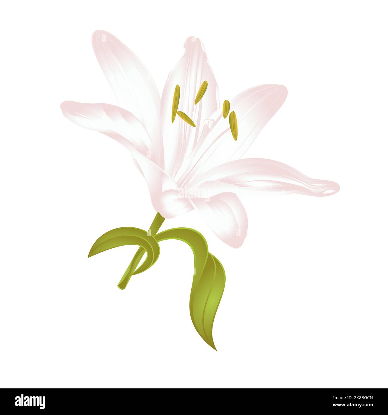 White Lily Lilium candidum, a white flower with leaves  vector illustration editable Hand drawn Stock Vector