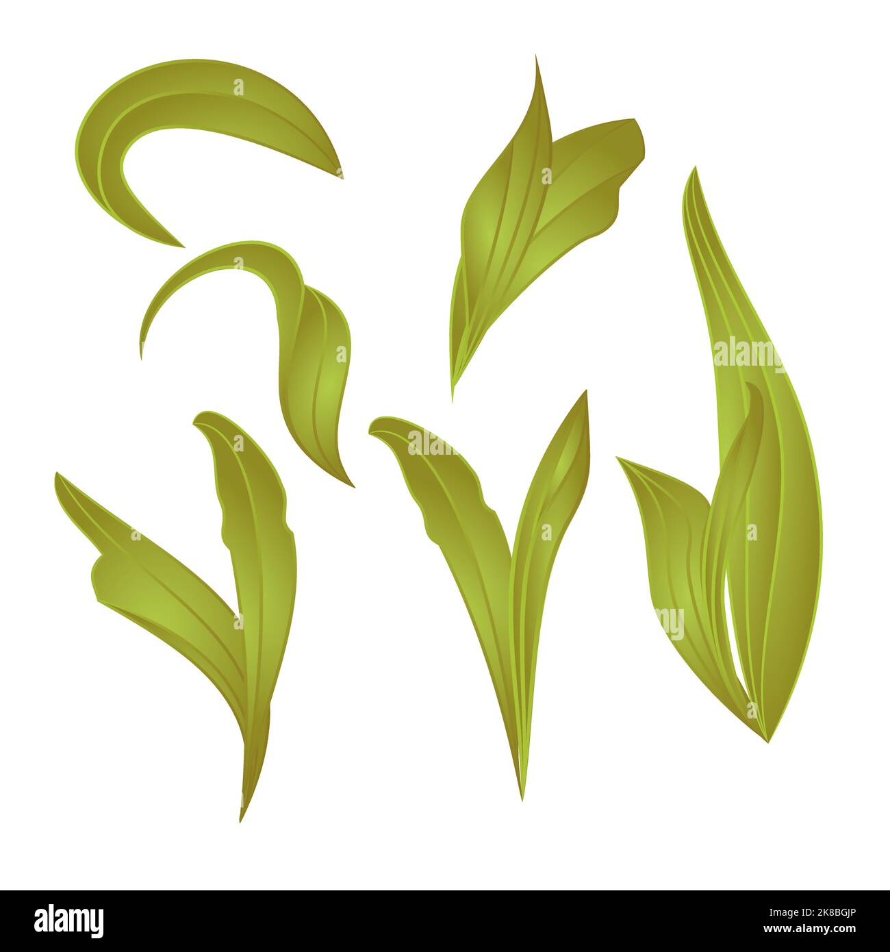 leaves Lily vintage set first vector botanical editable illustration hand draw Stock Vector
