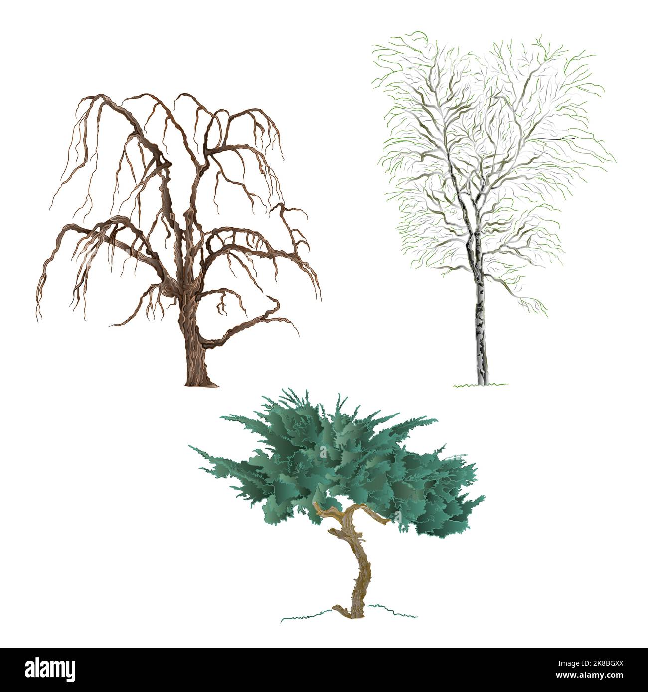 Old trees willow  mountain Cupressus  and birch vector Stock Vector