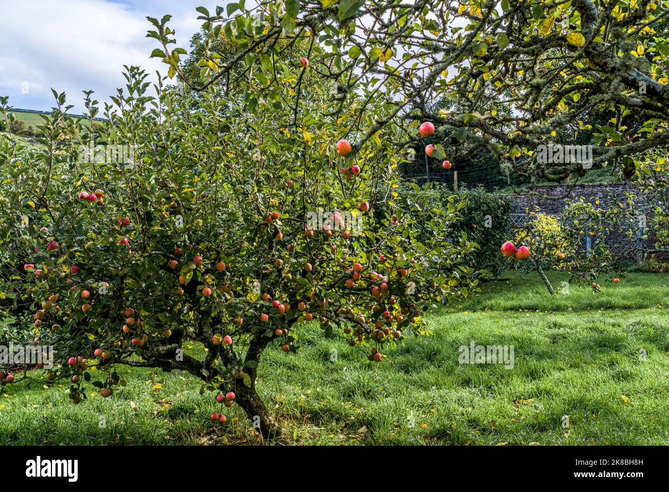 A typically English Orchard in the Autumn Stock Photo