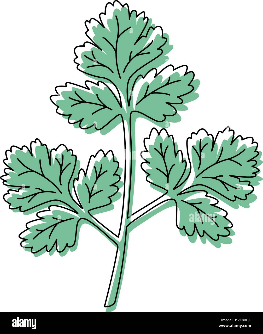 Doodle outline green leaves coriander with spot. Vector handdrawn